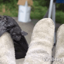 Check Out This Bat Viralhog GIF - Check Out This Bat Viralhog Baby Bat GIFs