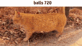 an orange cat is walking in the dirt with the words balls 720 above it
