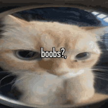 Animals With Captions Boobs GIF - Animals With Captions Boobs Cat Peephole GIFs