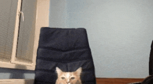 Man Cat GIF - Man Cat Chair GIFs