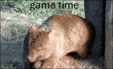 Wombat Time Game Time GIF - Wombat Time Wombat Game Time GIFs