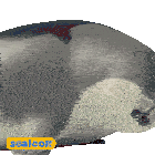 a seal is laying down with a yellow sign that says sealook