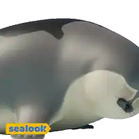 a seal is laying down with a yellow sign that says sealook
