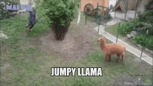 Jumpy Llama Llama GIF - Jumpy Llama Llama Funny Llama GIFs