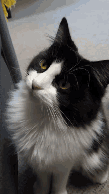 Cute Cat GIF - Cute Cat Adorable GIFs