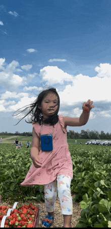 a little girl wearing a pink dress is picking strawberries in a field