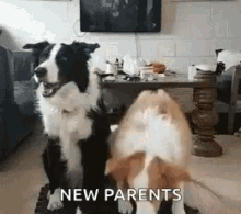 New Parents Funny Animals GIF - New Parents Funny Animals Border Collies GIFs