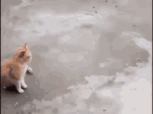 Cat Puppies GIF - Cat Puppies GIFs