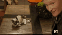 Play GIF - Grumpy Cat Cat Grumpy GIFs