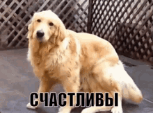счастливы собаки лабрадор GIF - Happy Lucky Fun GIFs