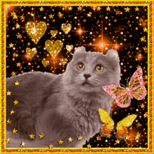 Schuimpie Cat GIF - Schuimpie Cat Sparkle GIFs