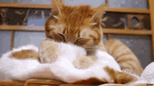Kitten Pet GIF - Kitten Pet Nudge GIFs