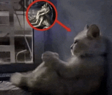 a cat sits in front of a window with a magnifying glass pointing to a statue of a wolf