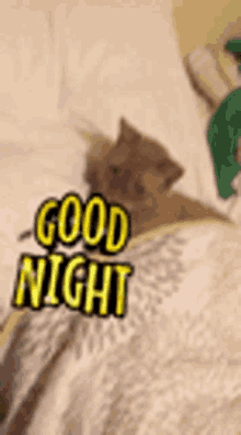 Good Night Cat GIF - Good Night Cat Reginald GIFs
