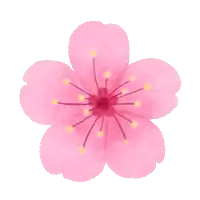 a pink flower with yellow stamens and petals on a white background .