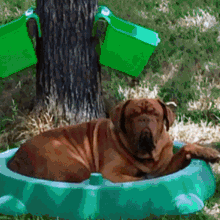 a brown dog is laying in a green bucket under a tree