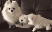 3dogs GIF - 3dogs GIFs