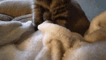 Little Paws Kneeding Thunder Cat Kneeding Close Up GIF