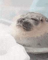 Seal Sleepy GIF - Seal Sleepy Comfy GIFs