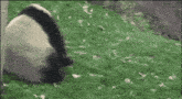Panda Assassin GIF