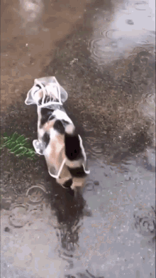 Raincoat Cat Cat Rain GIF - Raincoat Cat Cat Rain Calico GIFs