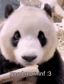 Panda Panda Bear GIF - Panda Panda Bear Katherine Weh GIFs