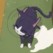 a black and white cat with a ring around its head