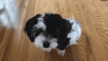 Cocothedog Cute Dog GIF - Cocothedog Coco Dog GIFs