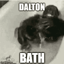 Dalton Daltoland GIF