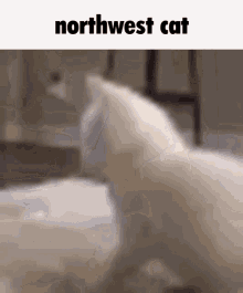 Northwest Cat Cat Butt Wiggle GIF - Northwest Cat Cat Butt Wiggle Cat GIFs