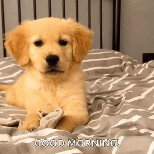 Wink Puppy GIF - Wink Puppy Dog - Discover & Share GIFs
