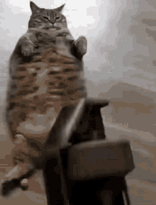 Cat Flashbang GIF - Cat Flashbang GIFs
