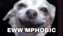 Mapple Phobic Mphobic GIF - Mapple Phobic Mphobic GIFs