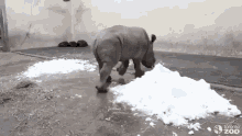 Snow Plow Rhino GIF - Snow Plow Rhino Baby Rhino GIFs