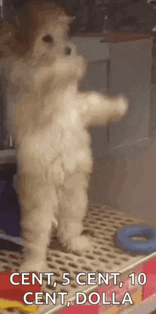 Poodle Dancing Dog Poodle GIF