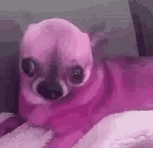 Pink Chihuahua Dog GIF - Pink Chihuahua Dog Confused GIFs