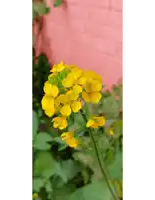 a bunch of yellow flowers against a pink background