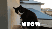 Meow Cat Meow GIF - Meow Cat Meow Cat GIFs