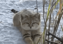 Sandcat Sand Cat GIF - Sandcat Sand Cat Wild Cat GIFs