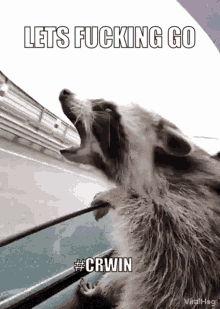 Crazy Raccoon GIF - Crazy Raccoon GIFs