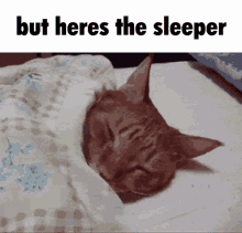Cat Sleeping Sleeping Cat GIF - Cat Sleeping Sleeping Cat Sleeper GIFs
