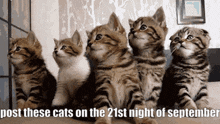 Post These Cats On The 21st Night Of September 21st September GIF - Post These Cats On The 21st Night Of September 21 21st September GIFs