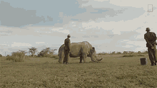 Eating Grasses Meet The Heroes Who Protect The Last Northern White Rhinos In The World GIF