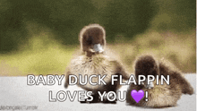 Ducks Baby Duck GIF - Ducks Duck Baby Duck GIFs