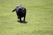 Dog Running Tongue Out GIF - Dog Running Dog Running GIFs