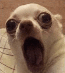 a close up of a chihuahua dog with its mouth open .