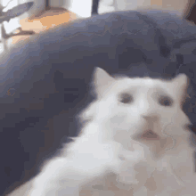Cat What The Heck GIF - Cat What The Heck Help Me GIFs