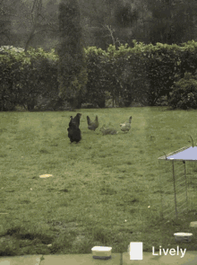 Chicken Surprise GIF - Chicken Surprise Jump GIFs