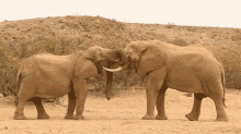 kissing robert e fuller elephant couple animal sweet