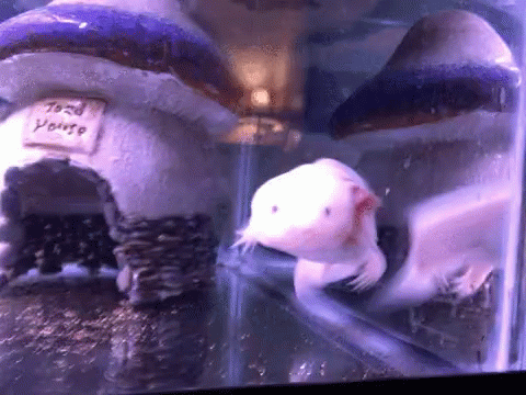 Axolotl Swim GIF - Axolotl Swim Cute - Discover & Share GIFs